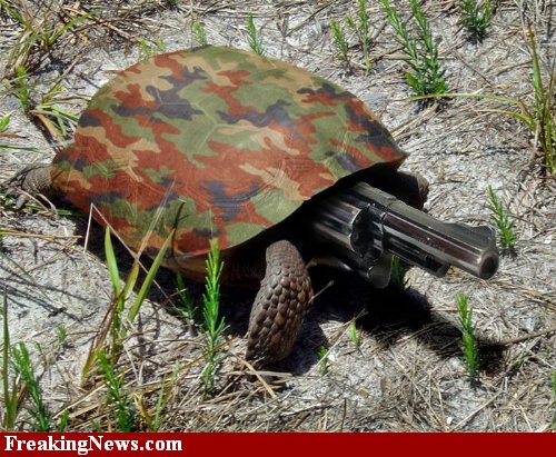 Turtle-Gun--29936.jpg