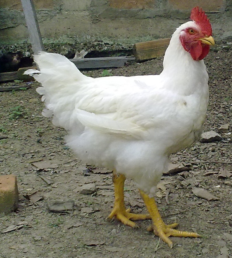 Pollo_broiler.jpg